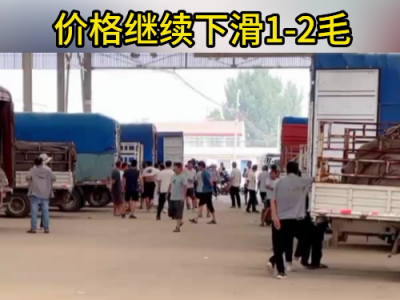 8月13日下午安丘黑埠子市場(chǎng)（落1-2毛） (201播放)