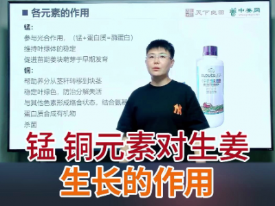 錳銅元素對生姜生長的作用 ()