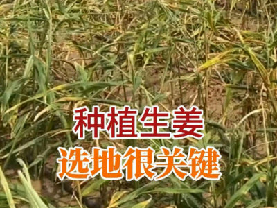 種植生姜選地很關鍵 (248播放)