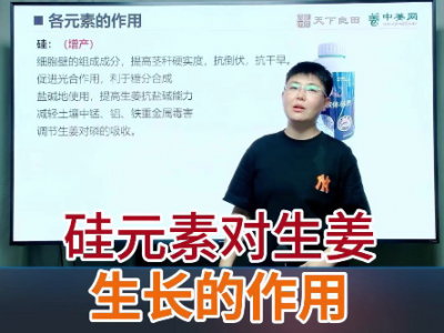 硅元素對生姜生長的作用 ()