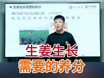 生姜生長需要的養(yǎng)分 ()