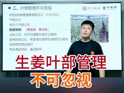 生姜葉部管理不可忽視 ()