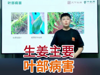 生姜主要葉部病害 ()