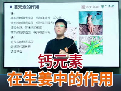 鈣元素在生姜中的作用 ()