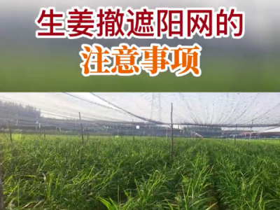 生姜撤遮陽網(wǎng)的注意事頓 ()