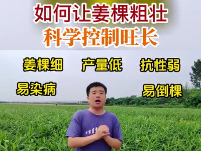 如何讓姜棵粗壯科學(xué)控制旺長 ()