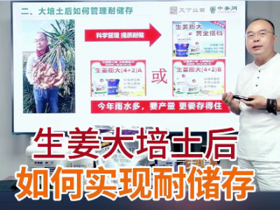 生姜大培土后如何實現(xiàn)耐儲存 ()
