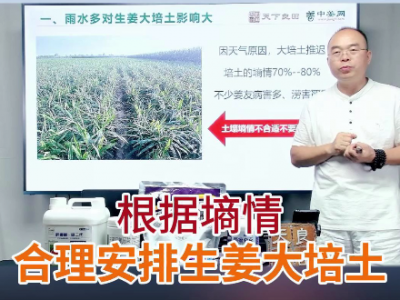 根據(jù)墑情合理安排生姜大培土 ()