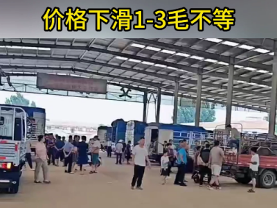 8月20日下午安丘黑埠子市場（落1-3毛） (242播放)