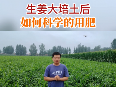 生姜大培土后如何科學(xué)的用肥？ ()