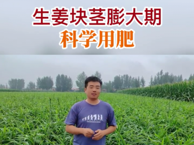 生姜塊莖膨大期科學(xué)用肥 ()