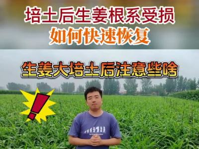 培土后生姜根系受損如何快速恢復(fù)？ ()