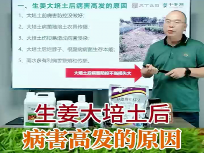 生姜大培土后病害高發(fā)的原因？ ()