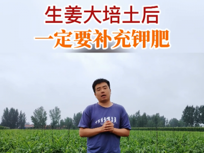 生姜大培土后一定要補(bǔ)充鉀肥 ()