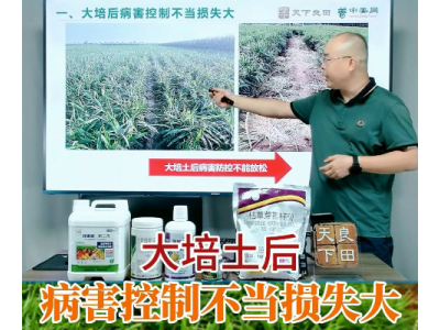 大培土后病害控制不當(dāng)損失大 ()