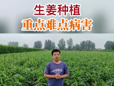 生姜種植重點難點病害 (163播放)