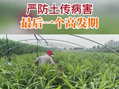 嚴(yán)防土傳病害最后一個(gè)高發(fā)期 ()