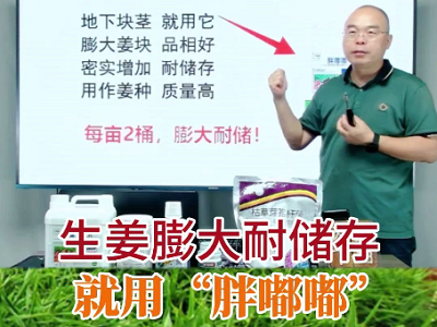 生姜膨大耐儲存就用胖嘟嘟 (184播放)