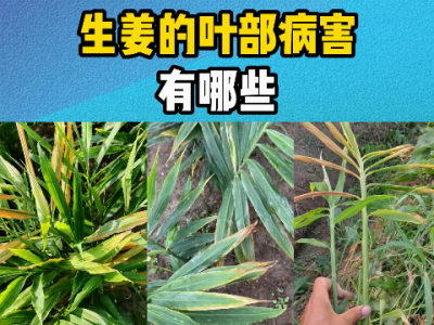 生姜的葉部病害有哪些？ ()