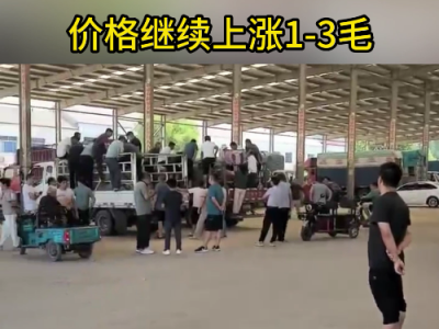 8月24日下午安丘黑埠子市場(chǎng)（漲1-3毛） (250播放)