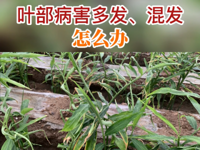 葉部病害多發、混發怎么辦？ ()