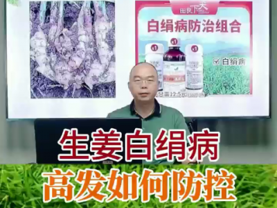 生姜自絹病高發如何防控？ ()