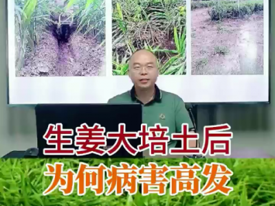 生姜大培土后為何病害高發？ ()
