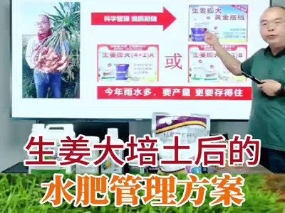生姜大培土后的水肥管理方案 (161播放)