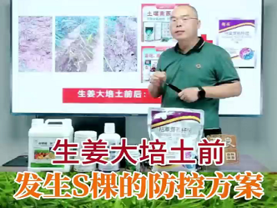 生姜大陪土前發(fā)生死棵的防控方案 (165播放)