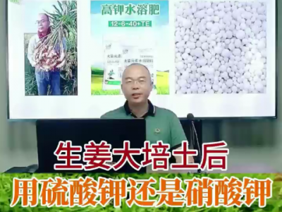 生姜大培土后用硫酸鉀還是硝酸鉀？ (257播放)