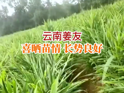云南姜友苗情反饋 (194播放)
