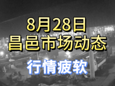 8月28日 琨福市場大姜價格（行情疲軟） (249播放)
