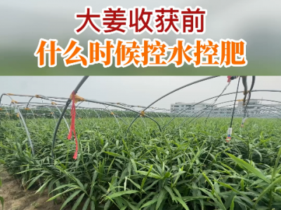 大姜收獲前什么時候控水控肥？ (185播放)