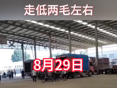 8月29日下午安丘黑埠子市場（走低2毛） (247播放)