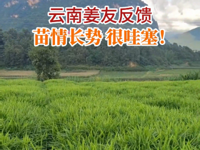 云南姜友苗情反饋 長(zhǎng)勢(shì)很哇塞！ (202播放)