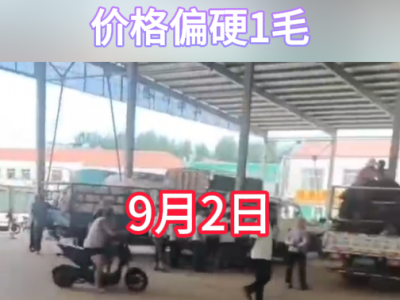 9月2日下午安丘黑埠子市場（偏硬1毛） (252播放)