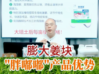 膨大姜塊“胖嘟嘟”產品優勢 (200播放)