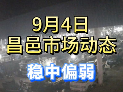 9月4日 琨福市場(chǎng)大姜價(jià)格（穩(wěn)中偏弱） (287播放)