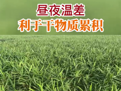 晝夜溫差利于干物質累積 (195播放)