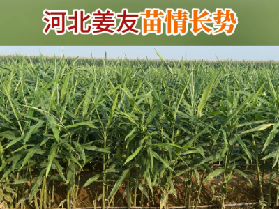 河北姜友苗情長勢 (237播放)