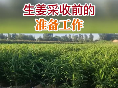 生姜采收前的準備工作 (213播放)
