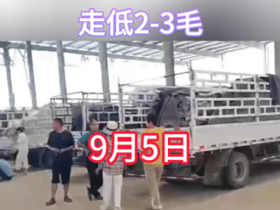9月5日下午安丘黑埠子市場（走低2-3毛） (266播放)