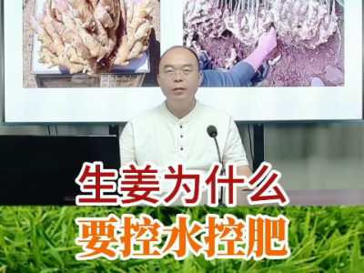 生姜為什么要控水控肥？ (190播放)