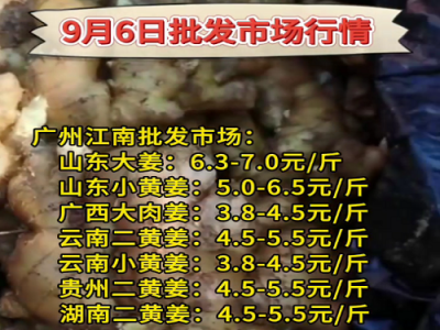 9月6日廣州江南批發市場生姜價格行情 (289播放)