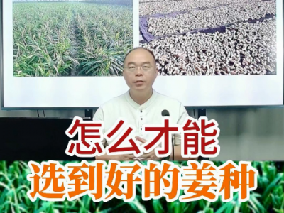 怎么才能選到好的姜種？ (206播放)