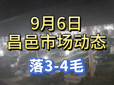 9月6日 琨福市場(chǎng)大姜價(jià)格（落3-4毛） (283播放)