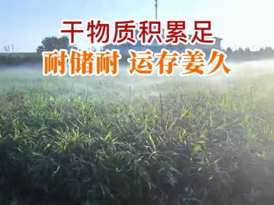 河北徐老師施肥曬苗情 (230播放)