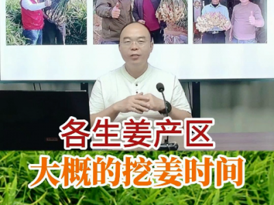 各生姜產區(qū)大概的挖姜時間 ()