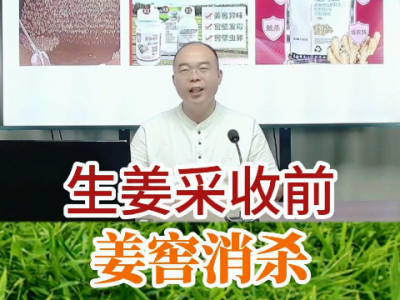 生姜采收前要姜窖消殺 (233播放)