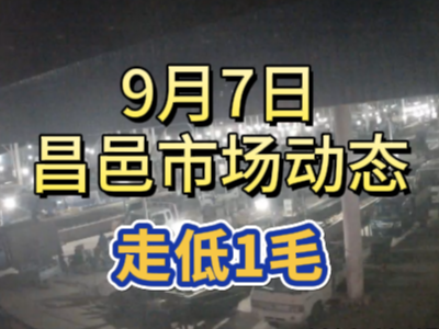9月7日 琨福市場(chǎng)大姜價(jià)格（走低1毛） (267播放)